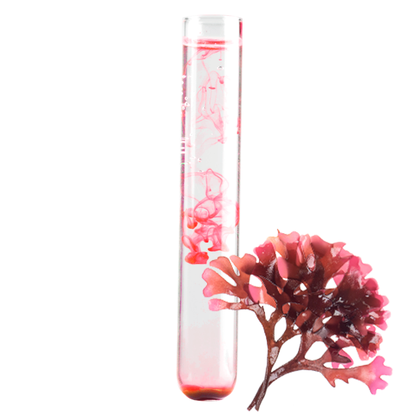 Chondrus crispus seaweed extract rich in antioxidant substances that block the effects of glycation (cause of skin aging), neutralize free radicals, provide energy to the cells and increase the synthesis of fibroblasts (cell that produces collagen)
